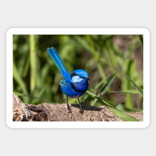 Splendid Fairy Wren (Male) Western Australia Sticker